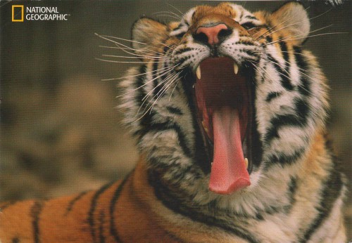 открытка Германии - тигр