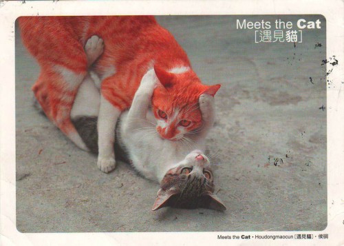 Посткроссинг: почтовая открытка Тайваня "Кошки"