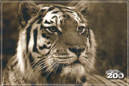 открытка Финляндии тигр