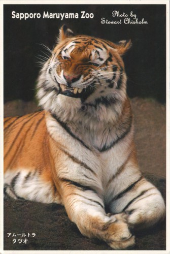 Посткроссинг: почтовая открытка "Тигр в зоопарке"